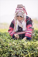 Akha hill tribe woman picking tea