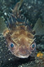 Orbicular Burrfish (Cyclichthys orbicularis)