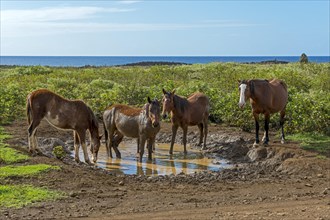 Feral horses on the Pacific coast