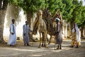 Camel loaded with firewood walking through Keren