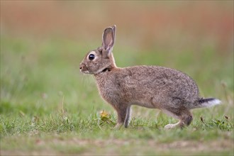 European Rabbit or Common Rabbit (Oryctolagus cuniculus)