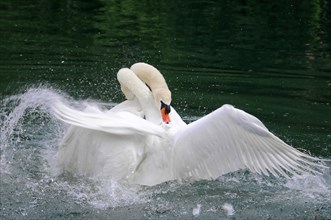 Two Mute Swans (Cygnus olor) fighting