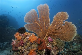 Coral reef roof with large gorgonian (Annella mollis)