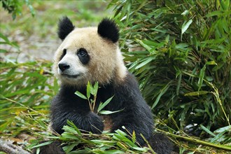 Giant Panda (Ailuropoda melanoleuca) feeding on bamboo leaves