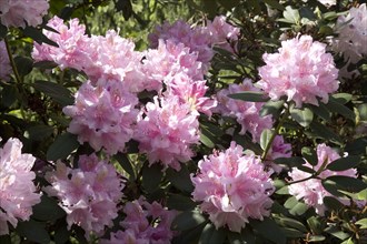 Pink blooming Rhododendron (Rhododendron sp.)