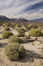 Californian desert dominated by Burro bush (Ambrosia dumosa)