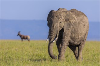 African elephant (Loxodonta africana) in savanna