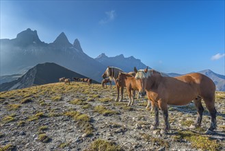 Horses in front of the Aiguilles d'Arves