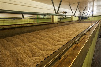 Malting box in a malthouse