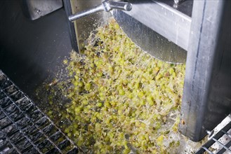 Silvaner grapes being squeezed in the Juliusspital Wurzburg winery
