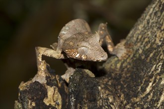 Baweng Satanic Leaf Gecko (Uroplatus phantasticus) in the rainforest of Andasibe