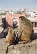 Rhesus Macaques (Macaca mulatta)