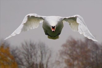 Mute Swan (Cygnus olor) in flight