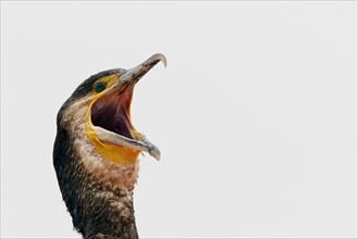 Great Cormorant (Phalacrocorax carbo) adult