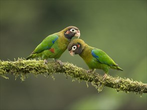 Two Brown-hooded Parrots (Pyrilia haematotis)