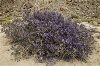 Schott's dalea or Indigo Bush (Psorothamnus schottii)