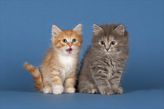 Two Siberian forest kittens