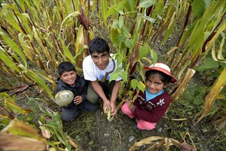 Farmer with his children in a cornfield