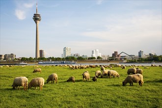 Sheep grazing in the meadows on the banks of the Rhine opposite the Rhine Tower and Neuer Zollhof in the Media Harbour