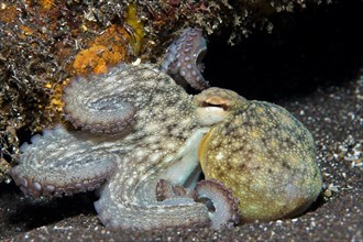 Young Common Octopus (Octopus vulgaris)