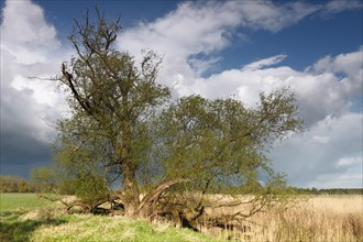 Softwood floodplains