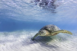 Green Turtle or Green Sea Turtle (Chelonia mydas)