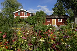 Herbal garden with coneflowers in the open-air museum Skansen
