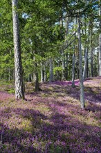 Blooming spring heaths (Erica carnea) in a forest