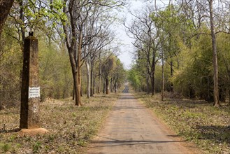 Dirt Road with historic columns in Tadoba National Park