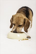 Beagle feeding from a bowl