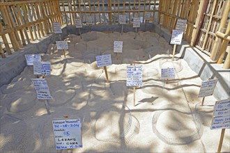 Artificial dune for hatching collected eggs of various sea turtles in a breeding station