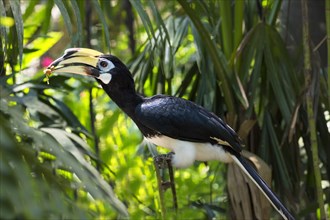 Southern Pied-Hornbill (Anthracoceros convexus)