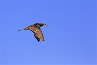 Cormorant (Phalacrocorax carbo) in flight