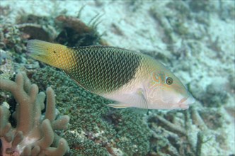 Geographic Wrasse (Anampses geographicus) male