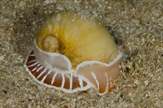 Moon Shell Snail (Naticarius orientalis)