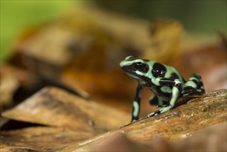 Green and black poison dart frog (Dendrobates auratus) on leaf