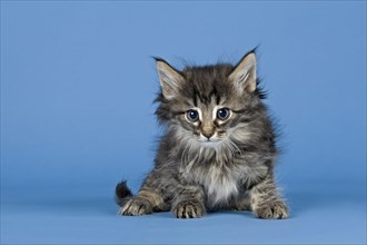 Norwegian Forest Cat