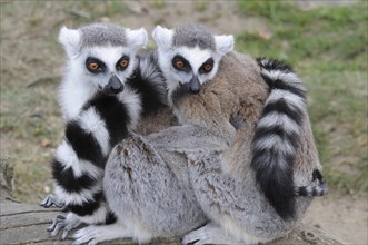 Ring-tailed Lemurs (Lemur catta) sitting close together in the zoo
