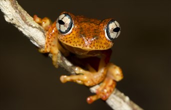 Boophis Pyrrhus Frog (Boophis pyrrhus) in the rainforest of Andasibe