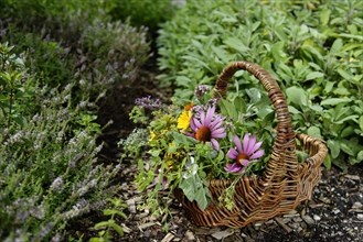 Herb basket with harvested medicinal herbs