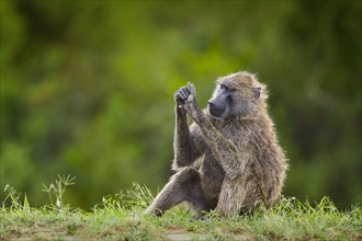 Olive baboon (Papio anubis) sitting in grass at body care