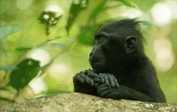 Celebes Crested Macaque (Macaca nigra)