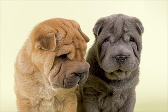 Two Shar Pei puppies