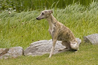 Whippet