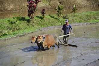 Rice farmer working with oxen on a rice paddy