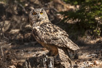 Eurasian Eagle-owl (Bubo bubo) in the forest