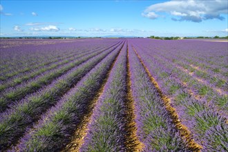 Rows of purple lavender in height of bloom in a field on the Plateau de Valensole