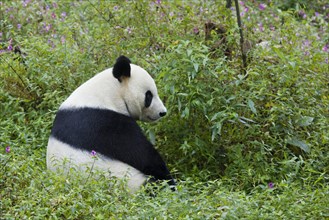 Giant Panda (Ailuropoda melanoleuca) adult