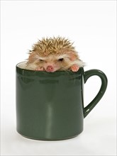 African white-bellied hedgehog in a cup
