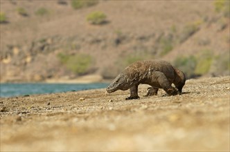 Komodo Dragon (Varanus komodoensis)